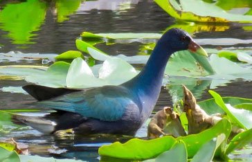 une Talève violacée à l'anse figuier