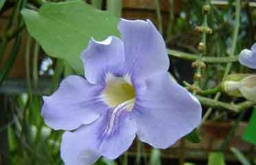 Fleurs mauves et feuillage lobé de Liane mauve