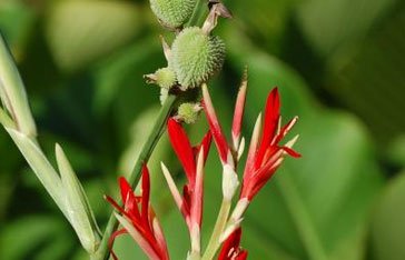 Toloman (Canna indica)