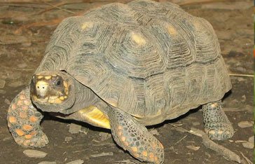 Tortue charbonnière à pattes rouges