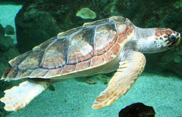 Une tortue Imbriquée au large de la Martinique
