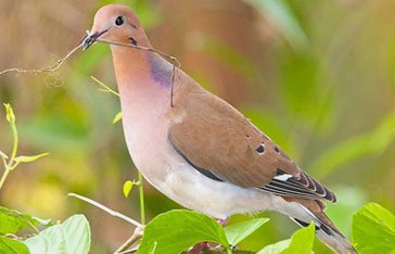 Une tourterelle à queue carrée en Martinique