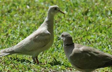 Une tourterelle Turque à l'anse Figuier à Rivière Pilote