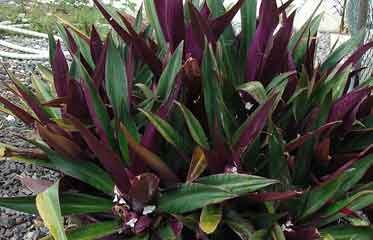 Rosette de Sonde/Rhoéo (Tradescantia spathacea)