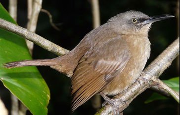 Un trembleur gris en Martinique