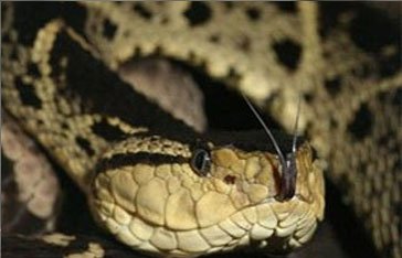 Un trigonocéphale en Martinique