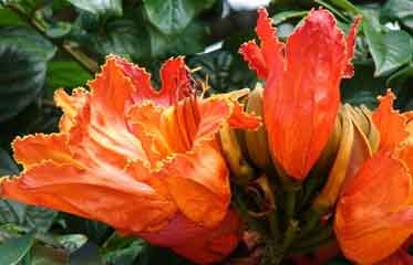 Fleurs orangées du Tulipier du Gabon