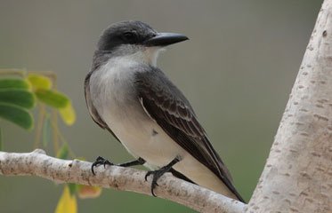 Tyran Gris en Martinique