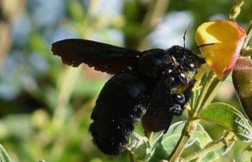 xylocopa-mordax-vonvon.jpg