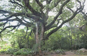 Image du Zamana en Martinique à l'Habitation Céron